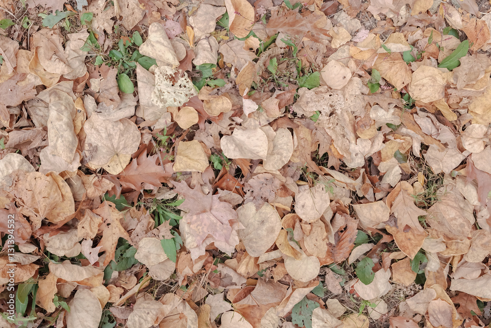 Falling dry brown leaves on dry grass with soil and cement floor in Autumn