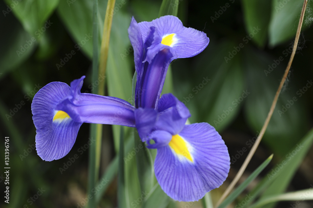 iris