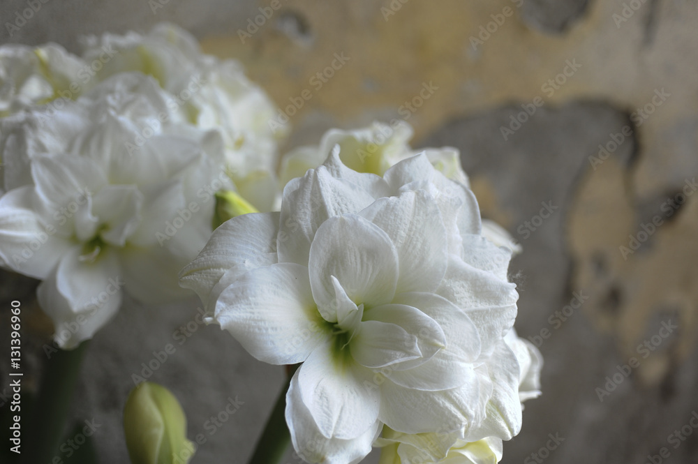 amaryllis amaryllis