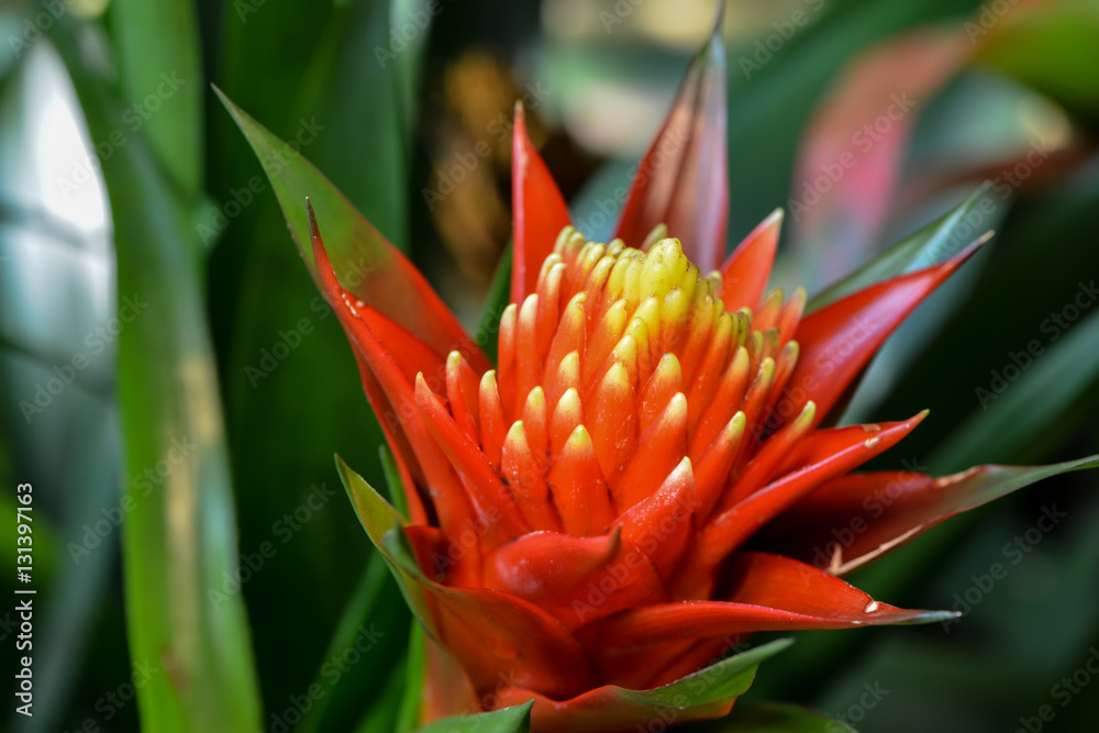Buntes Bromeliengewächs