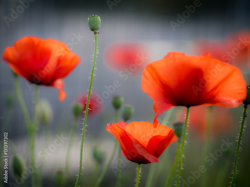 Close up of three red Poppies with blurred background