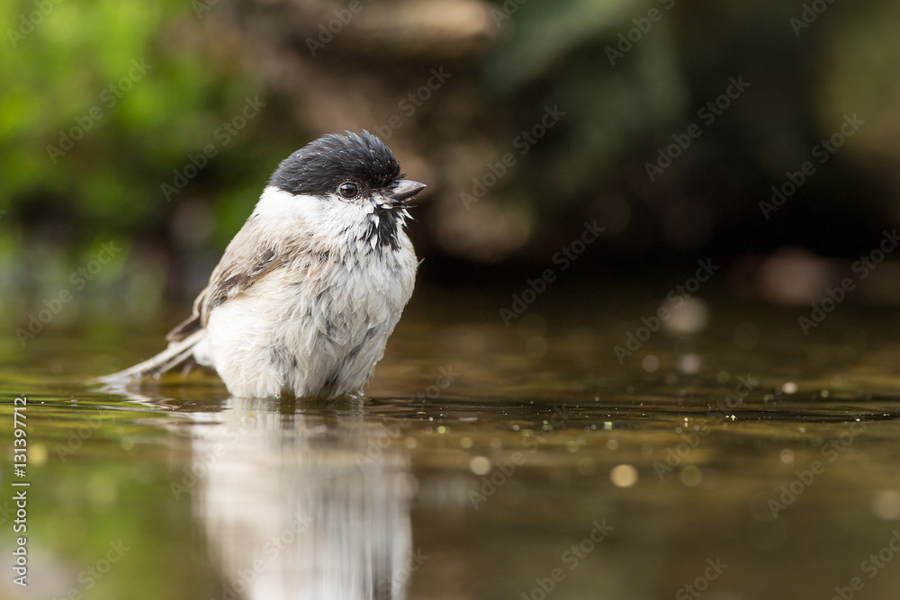 Obraz premium Marsh tit