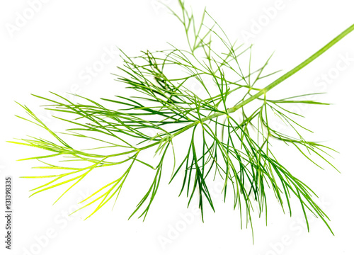 a sprig of dill isolated on white background.