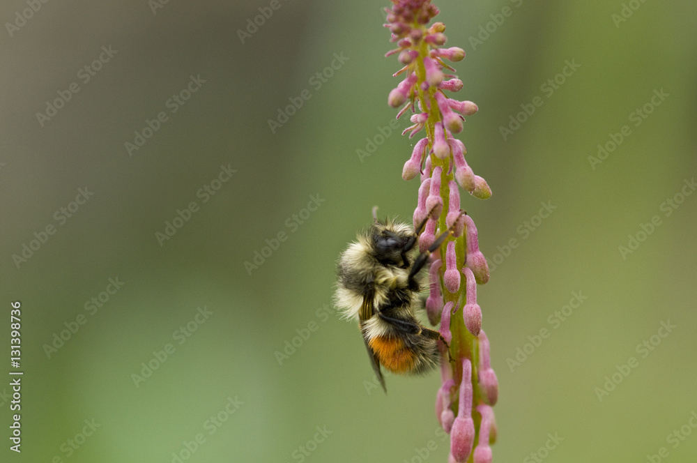 Bumblebee on Fireweed Buds, Glacier Bay, Alaska Bumblebee on Fireweed Buds, Glacier Bay, Alaska