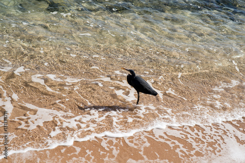 bird wets feet in the Red sea. close-up