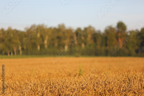 Ears of wheat in a wheat field  selective sharpness  beautiful background blur.