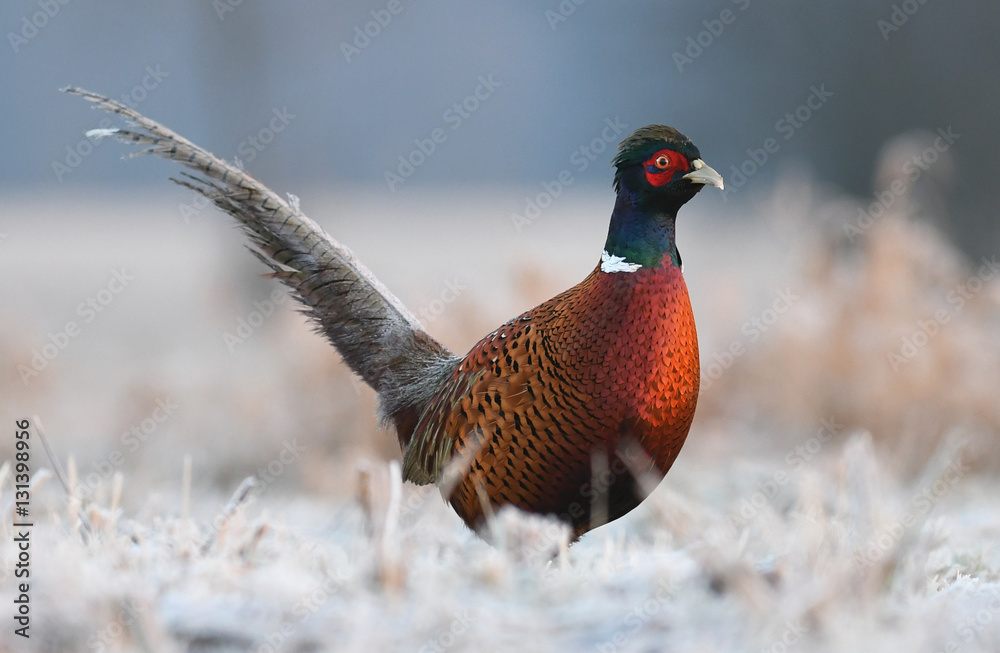 Ringneck Pheasant (Phasianus colchicus) Ringneck Pheasant (Phasianus colchicus)
