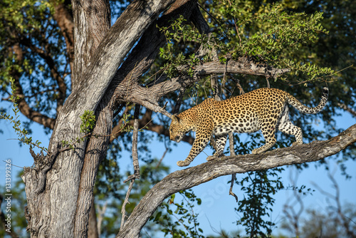 leopard on branch