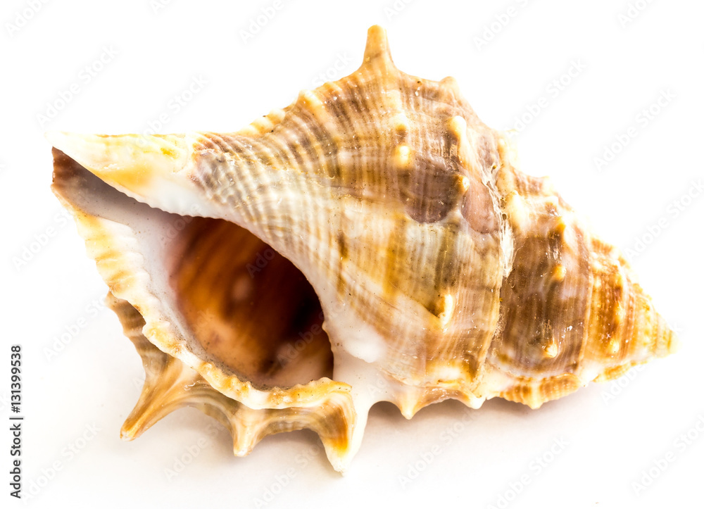 Seashell Cymatium grandmakulatum isolated on white background. Seashell Cymatium grandmakulatum isolated on white background.