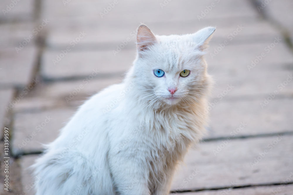 White cat With  Different-Colored Eyes sitting on the tile