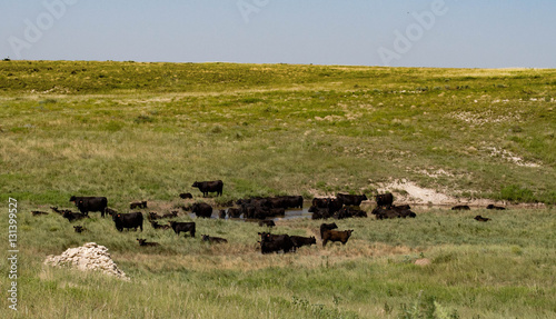 Cattle in the hills photo