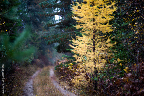 tamarack tree turning