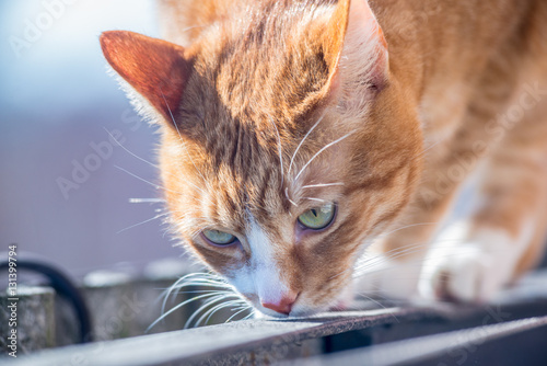 Red-haired green-eyed cat looking