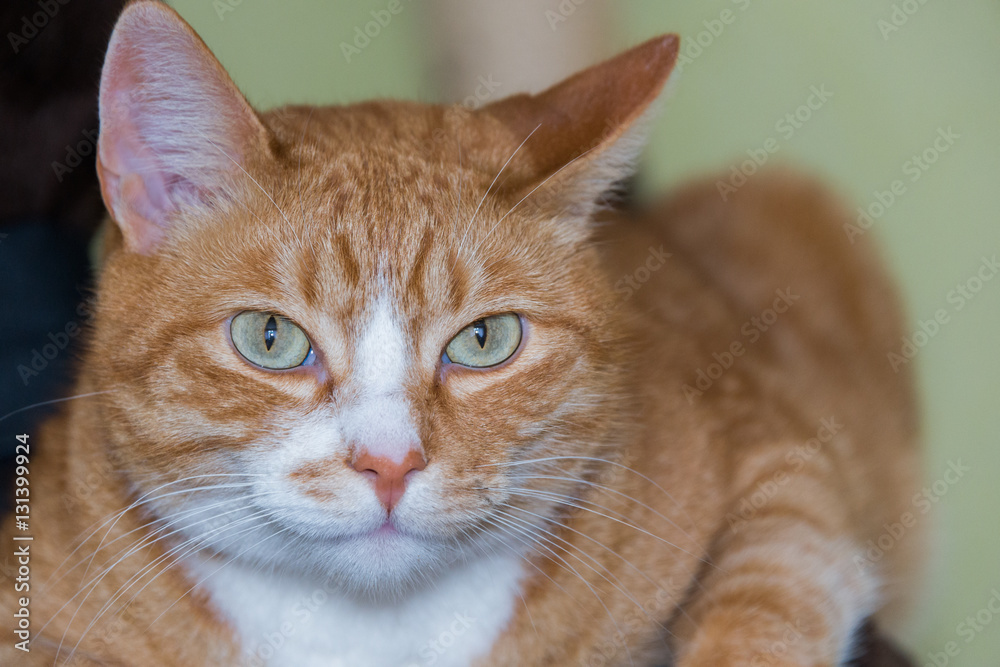 Red-haired green-eyed cat looking