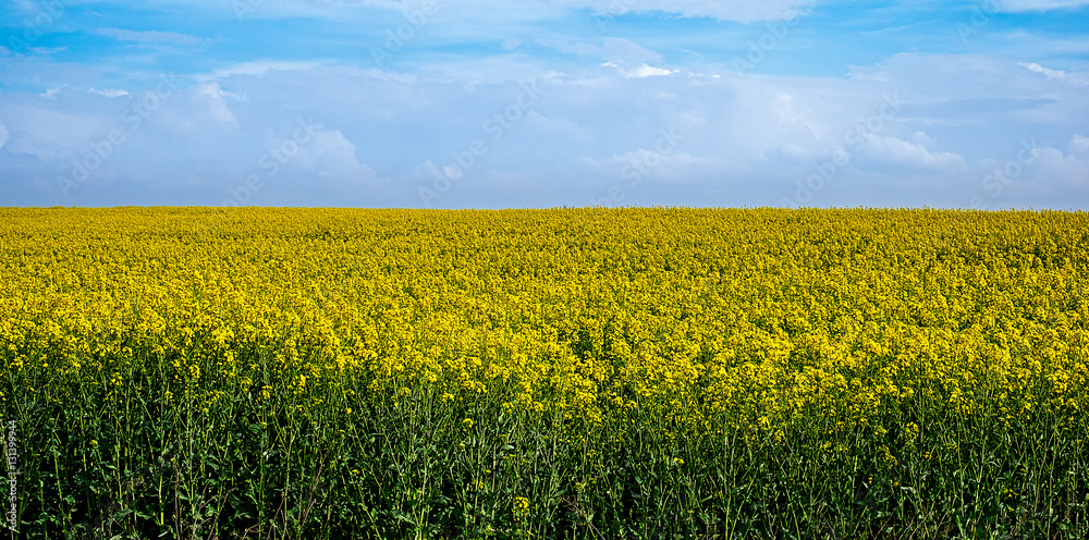 Obraz premium Rape field and blue sky with clouds