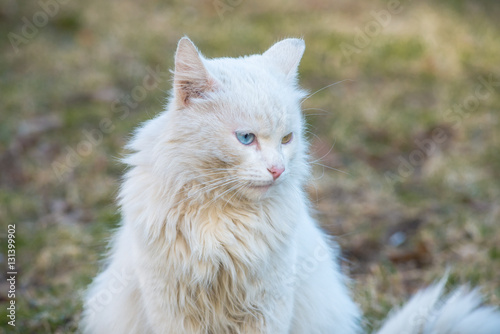White cat With Different-Colored Eyes sitting on the grass © Deniss