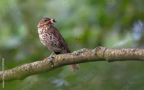 Adult song thrush with food for nestlings © NickVorobey.com