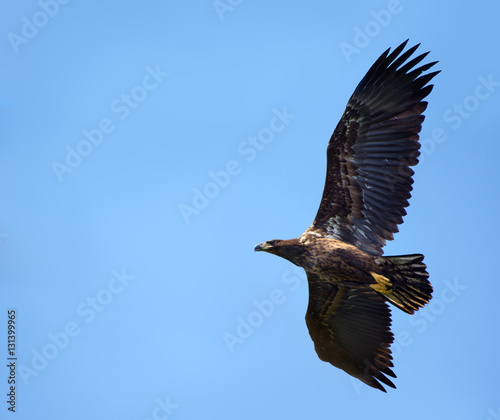 Young White-tailed eagle banking in flight