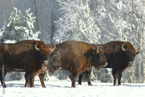 Mammals , European bison (Bison bonasus) ,Poland