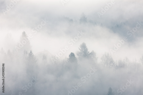 Fototapeta Naklejka Na Ścianę i Meble -  Forêt Vosgienne dans la brume