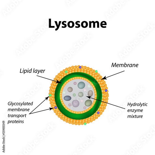 The structure of lysosomes. Infographics. Vector illustration on isolated background photo