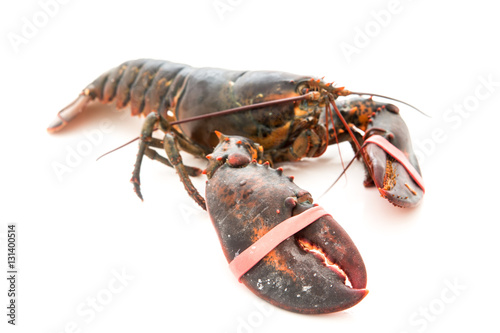 Living lobster isolated on white background photo