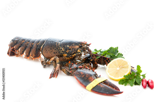Living lobster isolated on white background