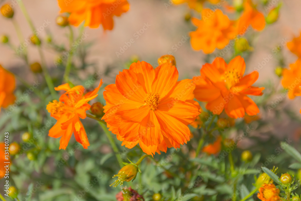 Cosmos flowers at beautiful in the garden Cosmos flowers at beautiful in the garden