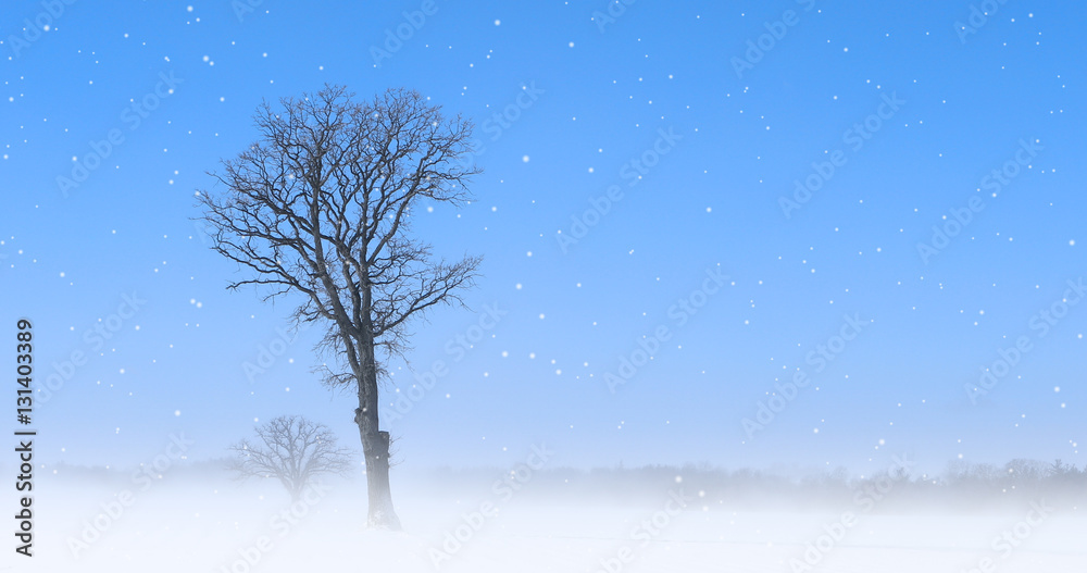 Solitary tree in a snowy landscape Solitary tree in a snowy landscape