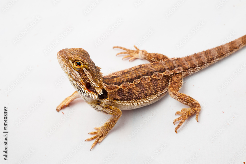 Naklejka premium one agama bearded on white background.reptile close-up.
