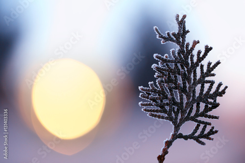 Small tree at sunset