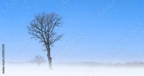 Solitary tree in a snowy landscape © Harold Stiver