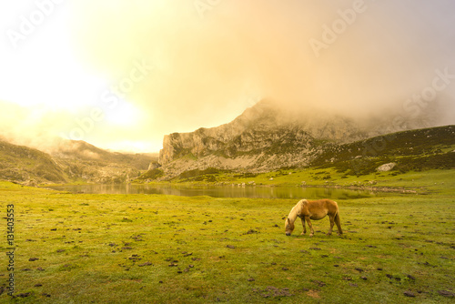 Caballo en Lago La Ercina  Lagos de Covadonga  Asturias - Espa  a .