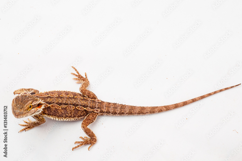 Naklejka premium one agama bearded on white background.reptile close-up.