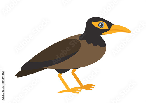 Сommon myna isolated on white background. Exotic bird. Vector illustration