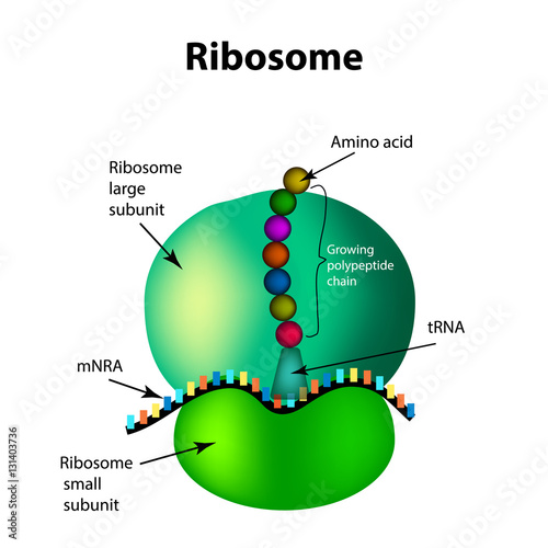 The structure of the ribosome. Infographics. Vector illustration on isolated background photo