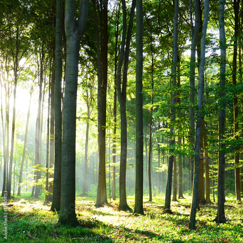 Morning in the forest