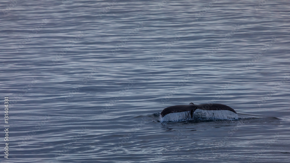 Obraz premium Buckelwal in der Antarktis