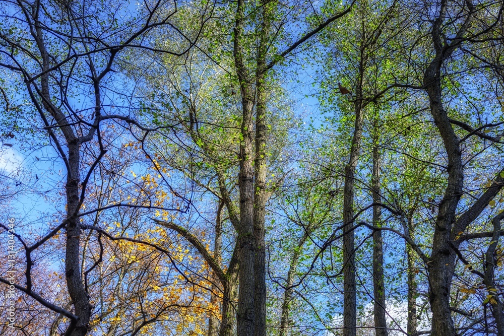 Fototapeta premium Forest landscape