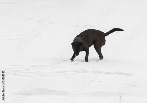 Stray dog playing with prey  little mouse  at winter season