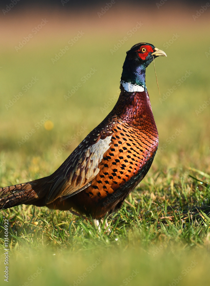 Fototapeta premium Ringneck Pheasant (Phasianus colchicus)