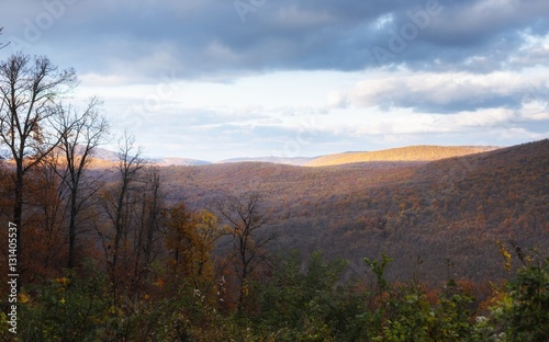 Forest landscape