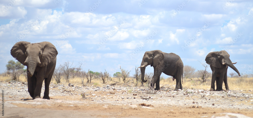 Fototapeta premium elephants in Africa
