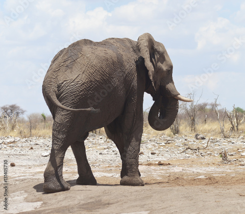 Photography elephants in Africa