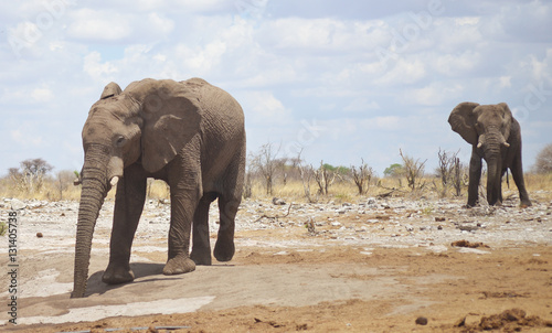 Canvas Print elephants in Africa