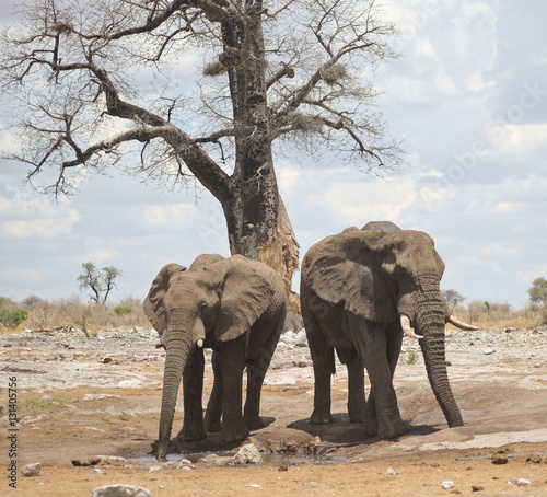 Canvas Print elephants in Africa