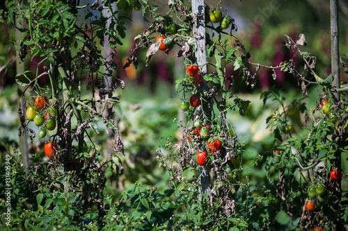 tomatos photo