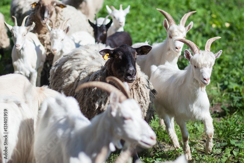 goat on feeld photo