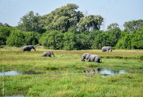 elephants grazing
