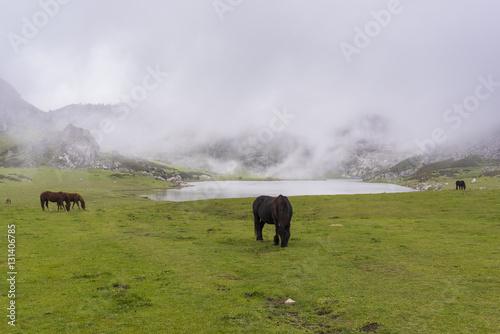 Caballos en Lago La Ercina (Lagos de Covadonga, Asturias - España).